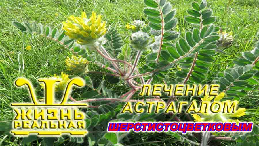 Особенности лечения астрагалом шерстистоцветковым
