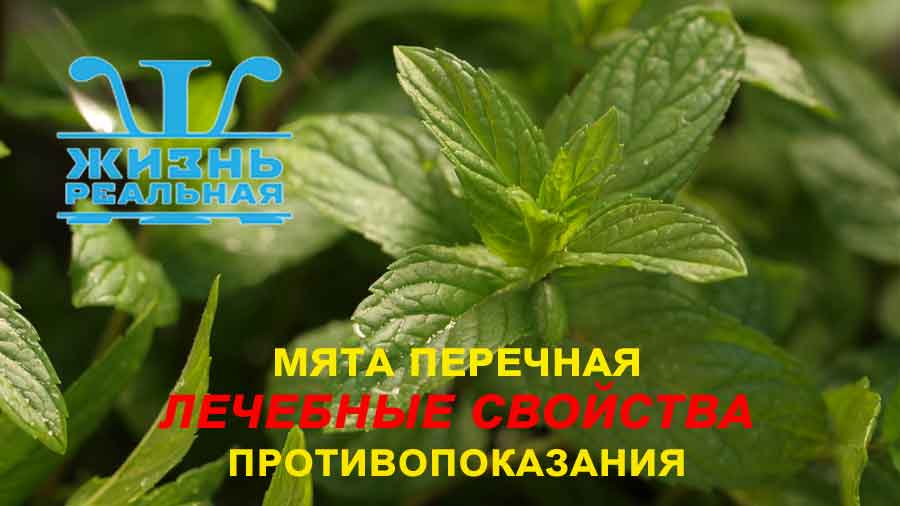 Мята перечная: лечебные свойства и противопоказания